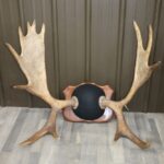 Moose Antlers