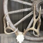 White Tail Deer Skull With Antlers