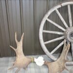 Moose Antlers