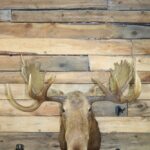 Moose Shoulder Mount