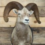 California Bighorn Sheep Shoulder Mount