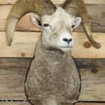 California Bighorn Sheep Shoulder Mount