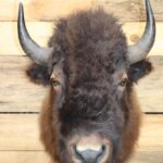 Bison Shoulder Mount