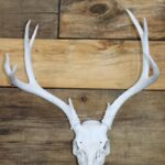 Mule Deer Skull With Antlers