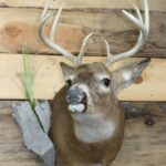 White Tail Deer Shoulder Mount