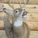 White Tail Deer Shoulder Mount