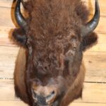 Bison Shoulder Mount