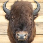 Bison Shoulder Mount