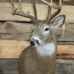 White Tail Deer Shoulder Mount