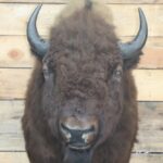 Bison Buffalo Shoulder Mount