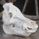 Wild Boar Skull