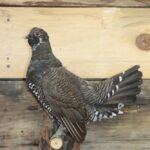 Spruce Grouse Life Size Mount