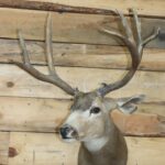Mule Deer Shoulder Mount