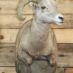 Half Life Size California Bighorn Sheep Mount