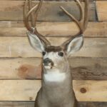 Mule Deer Shoulder Mount