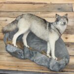 Life Size Wolf Mount