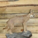 Life Size African Caracal Mount