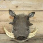 Warthog Shoulder Mount