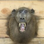 Chacma Baboon Shoulder Mount
