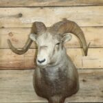 Stone Sheep Shoulder Mount