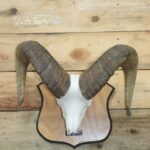 California Bighorn Sheep Horns