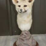 African Cape Fox Head Mount
