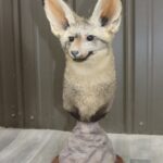 African Bat Eared Fox Head Mount