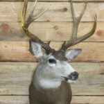 Mule Deer Shoulder Mount