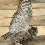 Life Size Great Horned Owl Mount