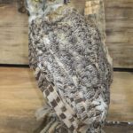 Life Size Great Horned Owl With Vole Mount