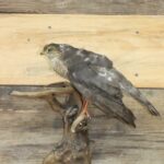 Life Size Cooper's Hawk Mount