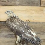 Life Size Rough Legged Hawk Mount