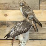 Life Size Red Tailed Hawk Mounts