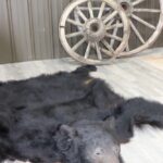 Black Bear Rug Mount