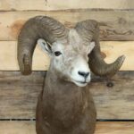 Rocky Mountain Bighorn Sheep Shoulder Mount