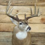White Tail Deer Shoulder Mount