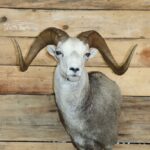 Stone Sheep Shoulder Mount