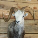 Stone Sheep Shoulder Mount