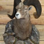 Rocky Mountain Bighorn Sheep Shoulder Mount