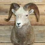 Rocky Mountain Bighorn Sheep Shoulder Mount