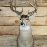 White Tail Deer Shoulder Mount