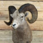 Rocky Mountain Bighorn Sheep Shoulder Mount