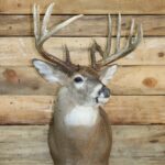 White Tail Deer Shoulder Mount