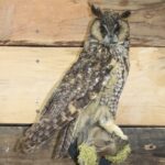 Life Size Long Eared Owl Mount