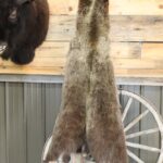 Tanned Grizzly Bear Hide