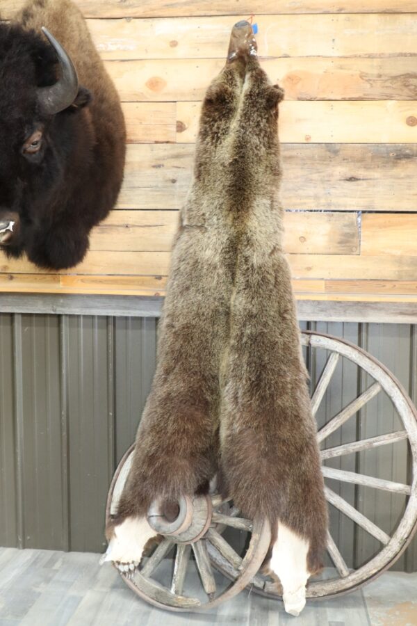 Tanned Grizzly Bear Hide – C&D International Furtraders