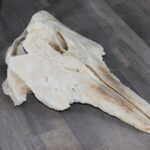 Narwhal Skull