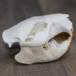 Beaver Skull