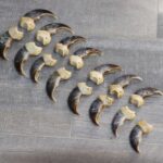 Polar Bear Claws