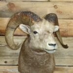 California Bighorn Sheep Shoulder Mount